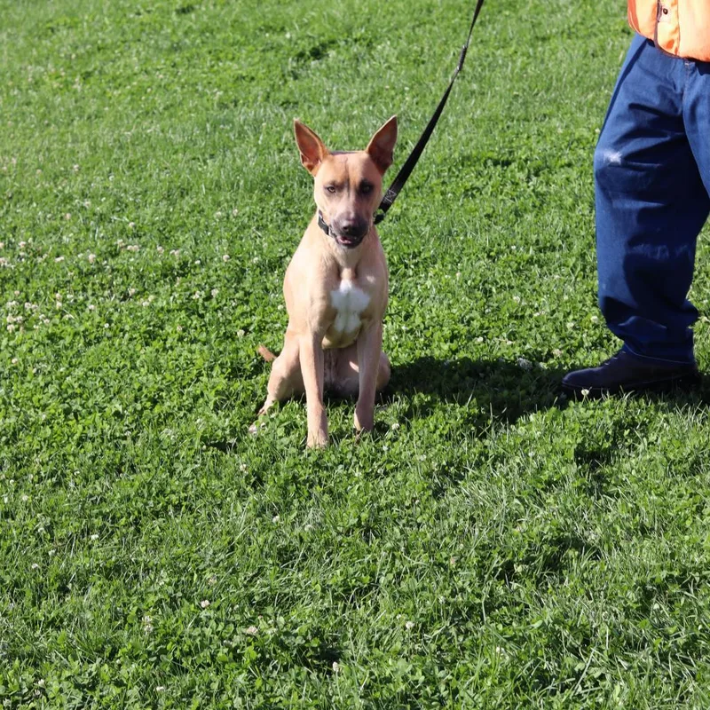 An adult large-sized female White / Cream Mixed Breed dog named Stella for adoption in Ione, CA