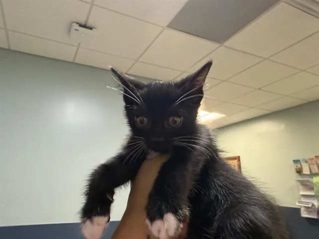A baby small-sized female Domestic Short Hair cat named Kiwi for adoption in Miami, FL