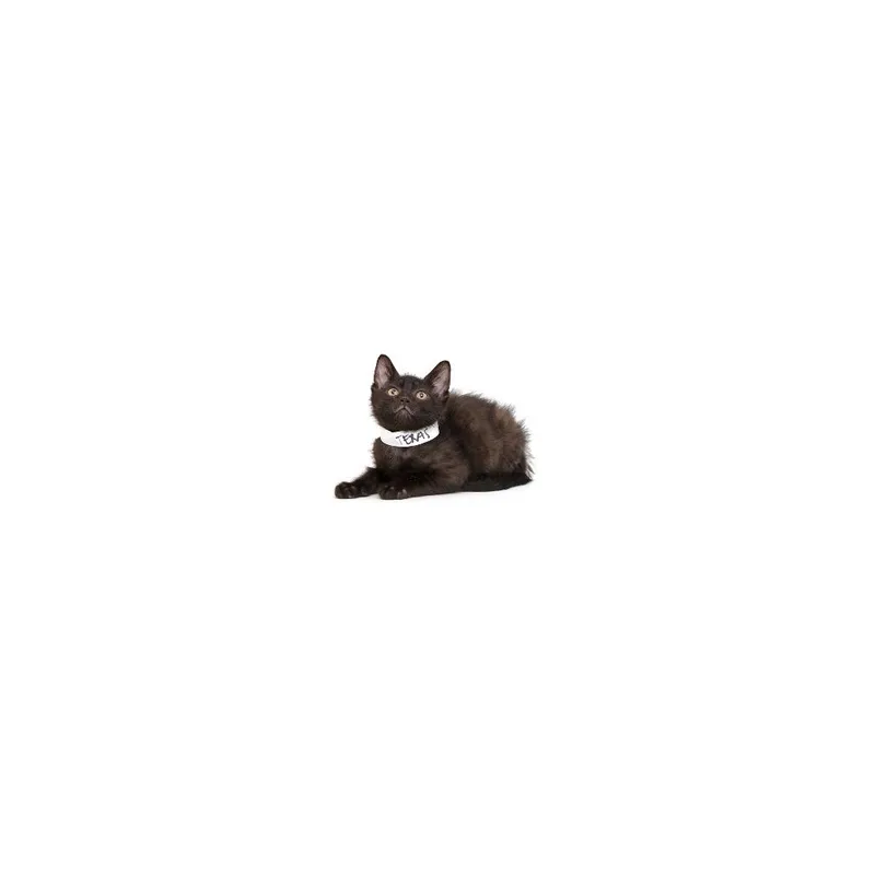 A baby small-sized male Black Domestic Short Hair cat named Texas for adoption in Playa Vista, CA