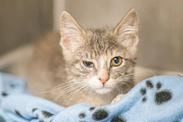 A baby small-sized female Domestic Medium Hair cat named Dawn for adoption in Charlotte, NC