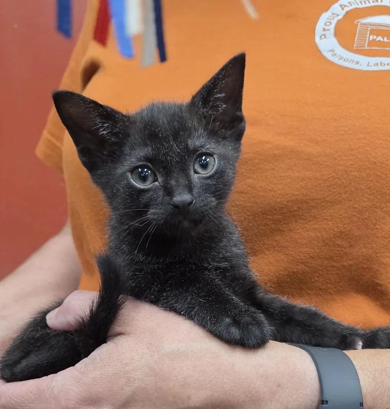 A baby medium-sized female Black Domestic Short Hair cat named Diamond for adoption in Parsons, KS