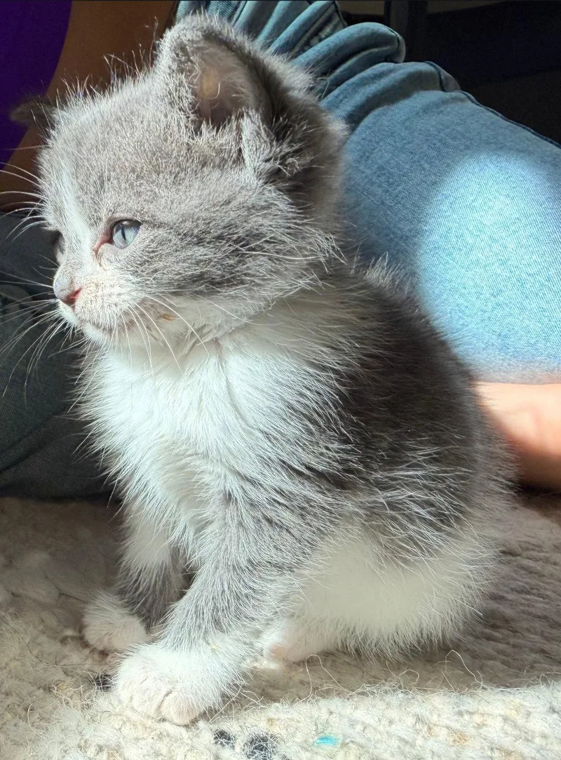 A baby medium-sized female Domestic Short Hair cat named Pebbles for adoption in Campbell, CA
