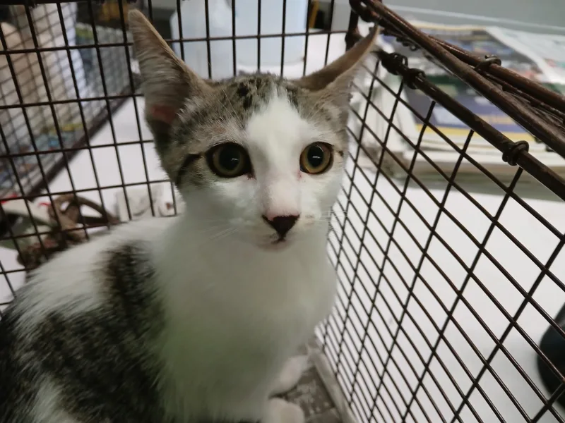A baby medium-sized female Domestic Short Hair cat named Aitana for adoption in Los Angeles, CA