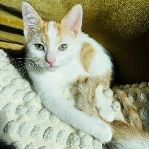 A young medium-sized male Orange & White Domestic Short Hair cat named Gust for adoption in Evanston, IL