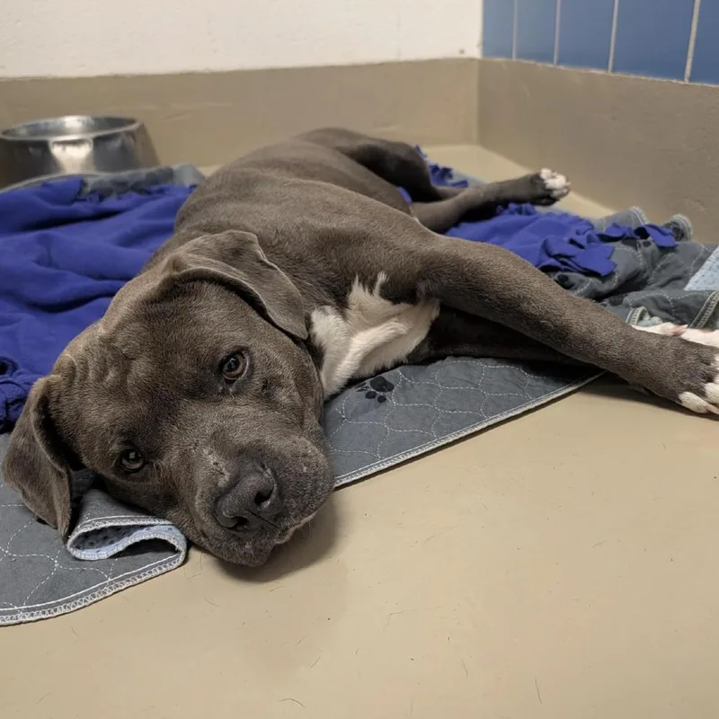 Winter Storm thumbnail 3