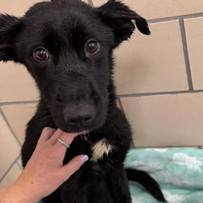 A young medium-sized female Mixed Breed dog named MONTStray for adoption in Perkiomenville, PA