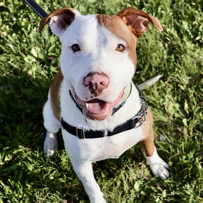 A young large-sized male Brown / Chocolate Pit Bull Terrier dog named Kevin Pp for adoption in St Joseph, MO