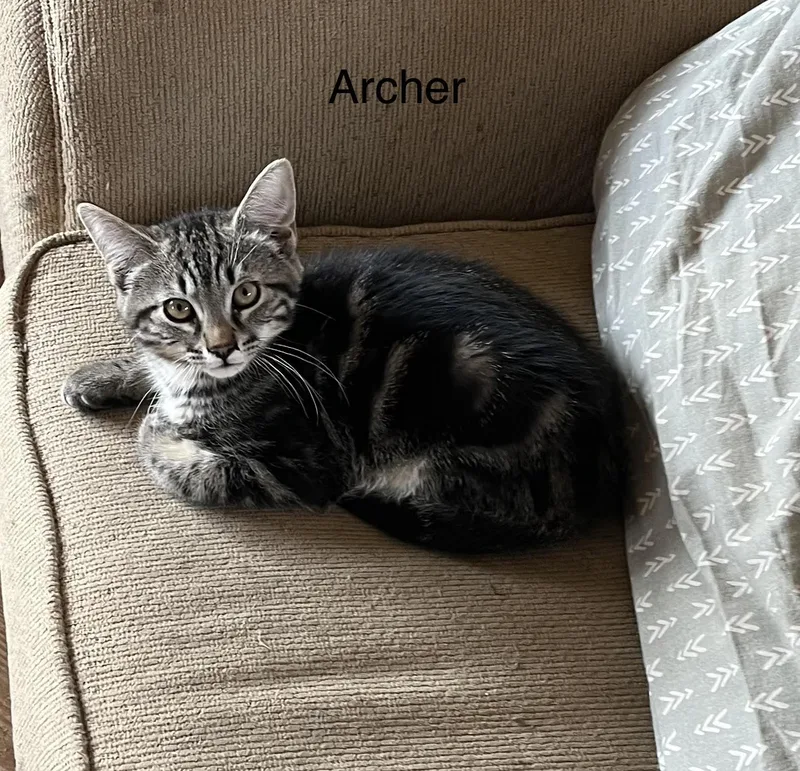 Archer thumbnail 3