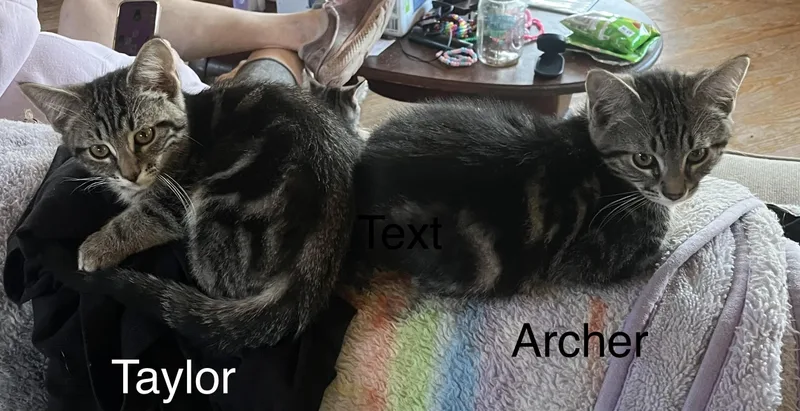 Archer thumbnail 5