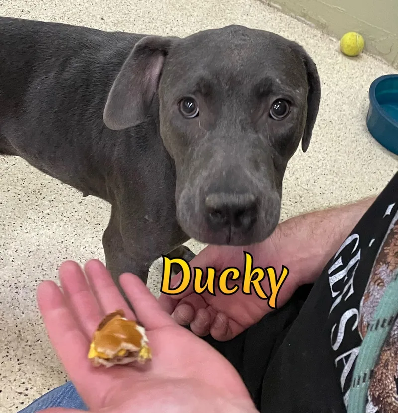 Ducky