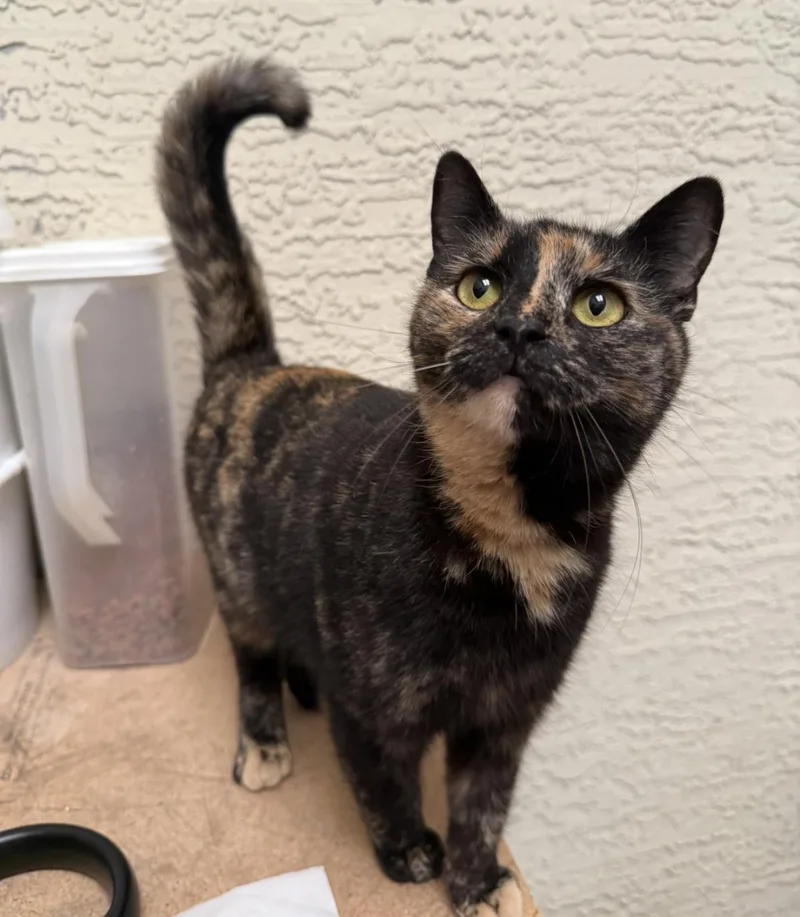A young medium-sized female Domestic Short Hair cat named Athena Madison for adoption in Chandler, AZ