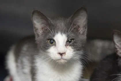 A young medium-sized female Domestic Short Hair cat named b Josie for adoption in North Charleston, SC