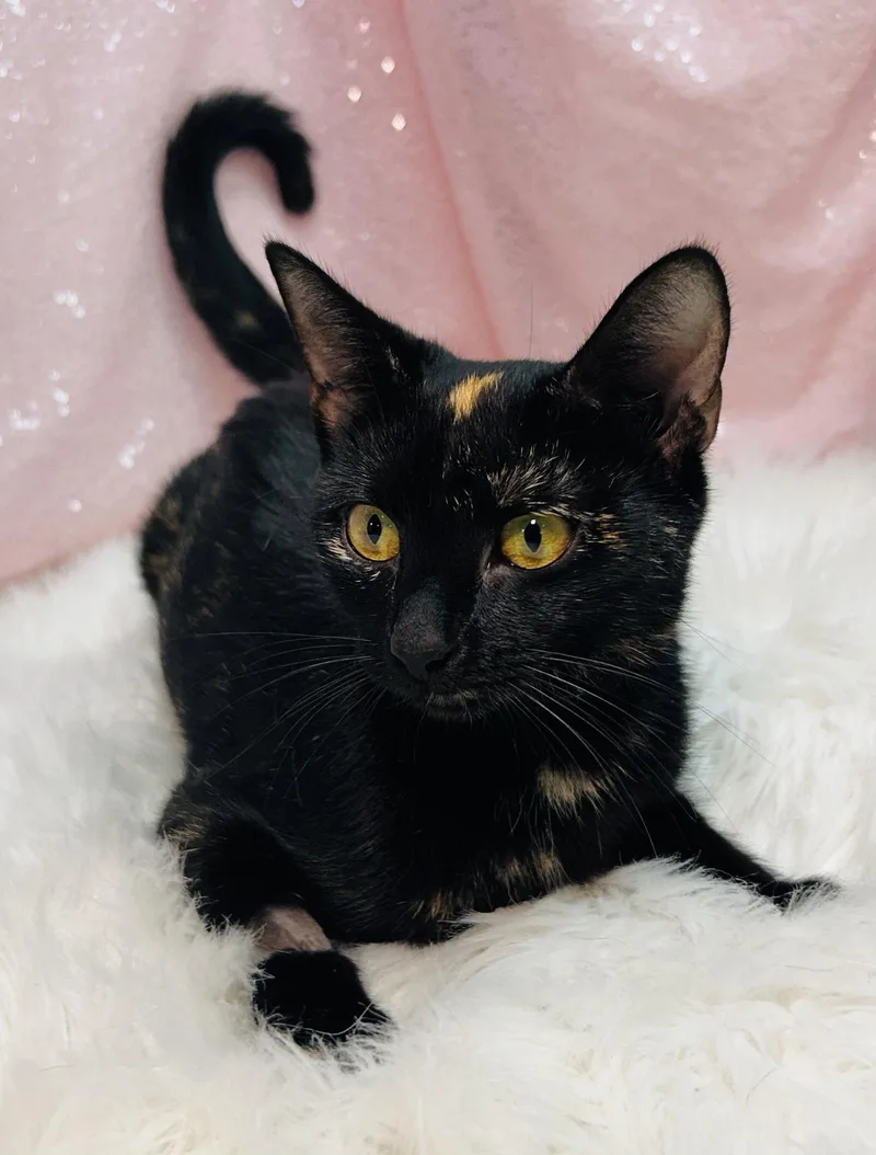 An adult medium-sized female Domestic Short Hair cat named Lumen for adoption in Clarkesville, GA