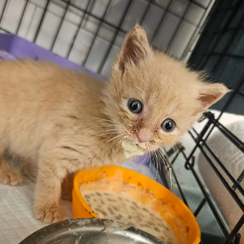 A baby small-sized male Orange / Red Domestic Short Hair cat named Patrick in Manchester for adoption in Alexandria, VA