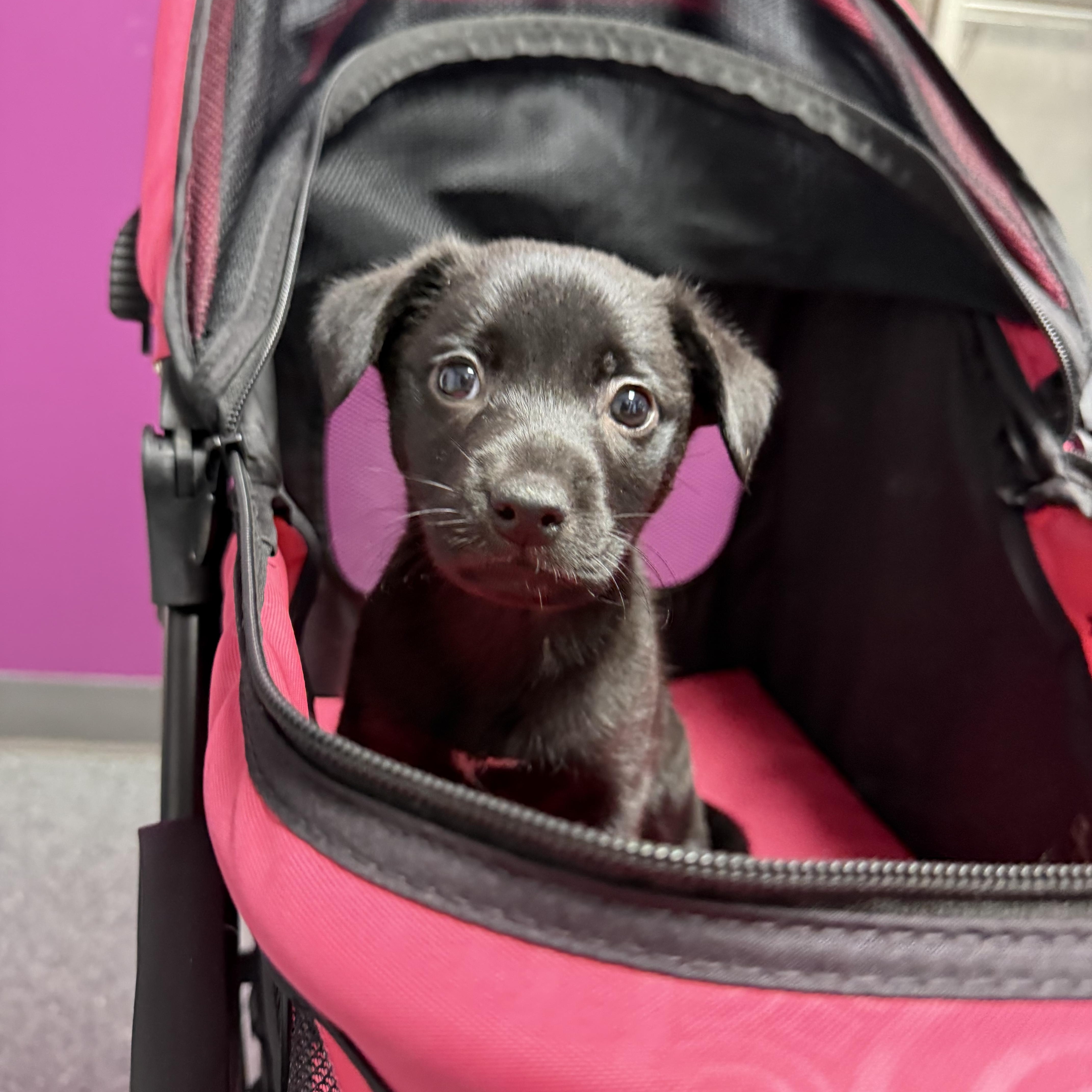 A baby medium-sized male Labrador Retriever dog named Husk for adoption in Aurora, IL