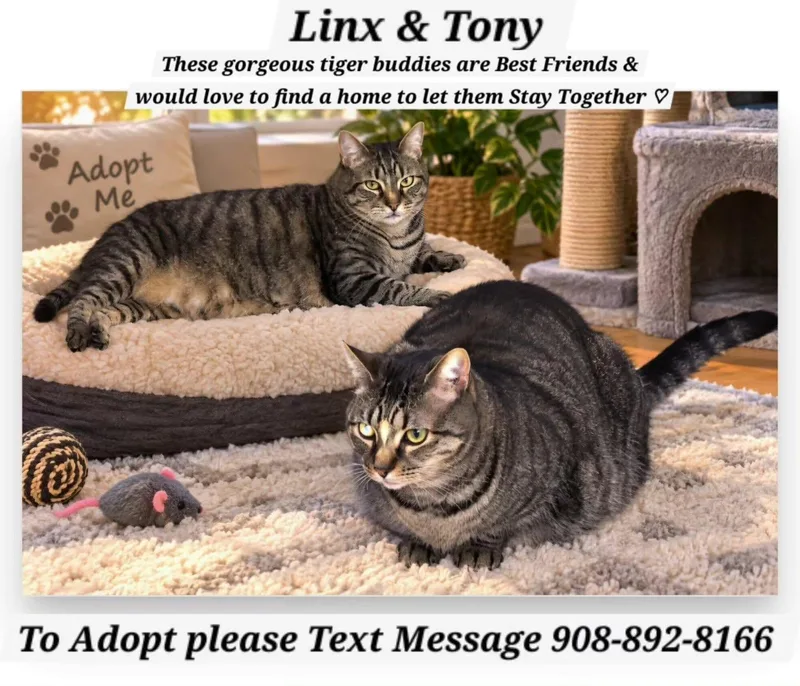 A young medium-sized male Tabby (Brown / Chocolate) Domestic Short Hair cat named Linx & Tony for adoption in Bridgewater, NJ