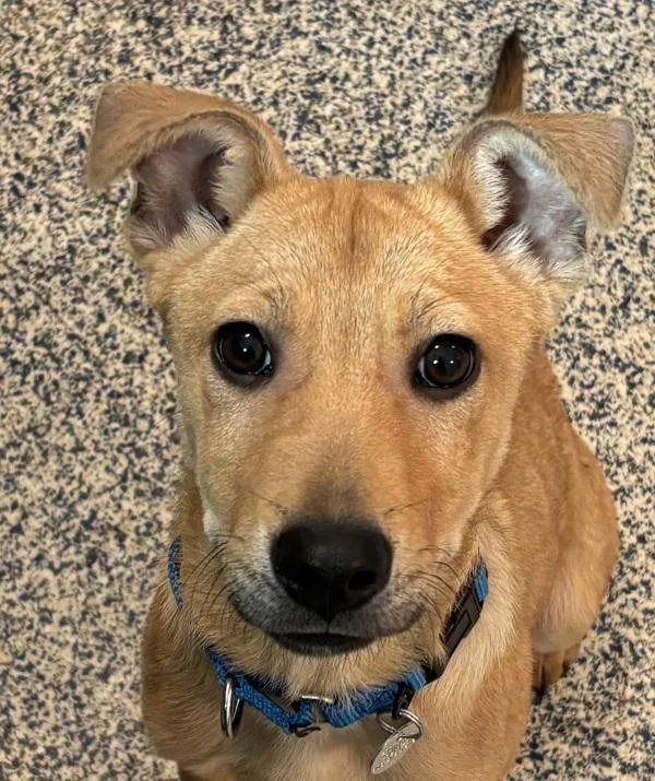 A baby small-sized female German Shepherd Dog dog named Leal for adoption in Golden, CO