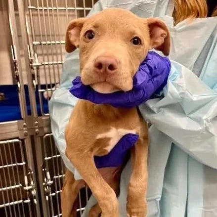 A baby medium-sized female Yellow / Tan / Blond / Fawn Mixed Breed dog named Brigette for adoption in Long Island City, NY