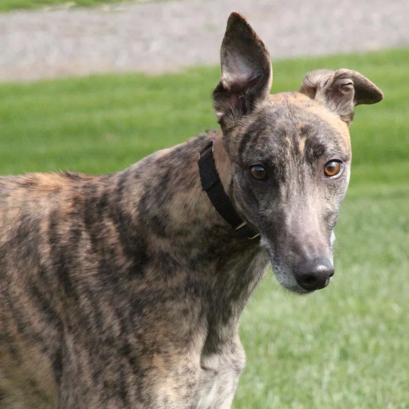 An adult large-sized male Greyhound dog named Tyler for adoption in Goshen, IN