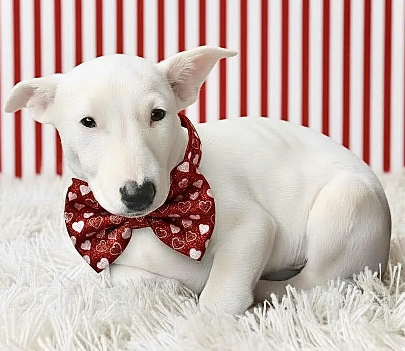 Coolwhip thumbnail 2