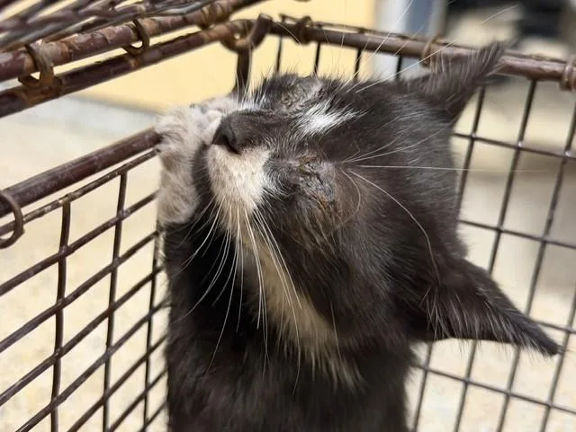 A baby small-sized male Domestic Short Hair cat named Manu for adoption in Miami, FL