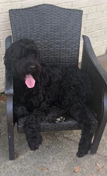 An adult large-sized male Giant Schnauzer dog named Zaxby for adoption in Pass Christian, MS