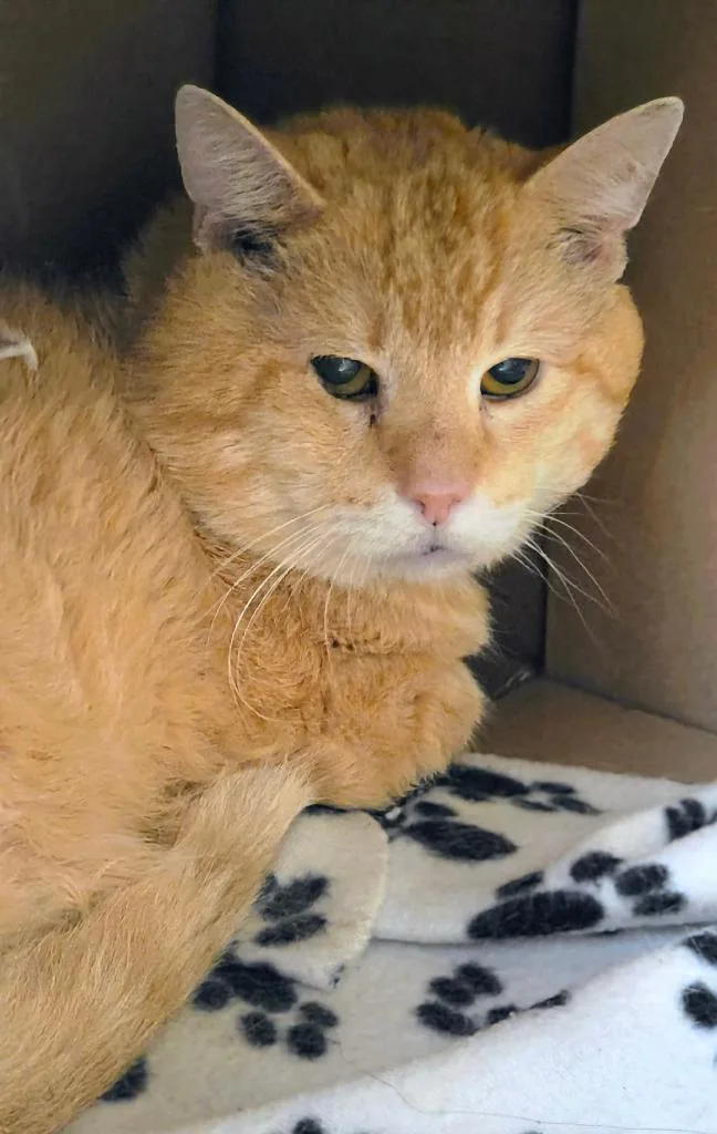 An adult medium-sized male Domestic Short Hair cat named Defiant for adoption in Bloomington, IN