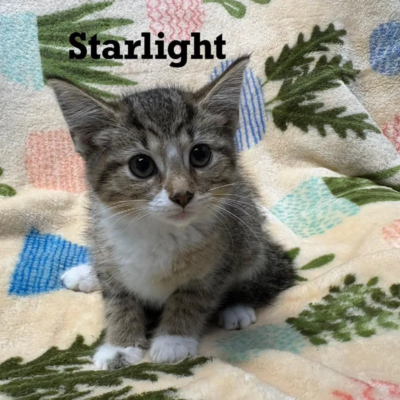 A baby small-sized female Domestic Short Hair cat named Starlight for adoption in Parkersburg, WV