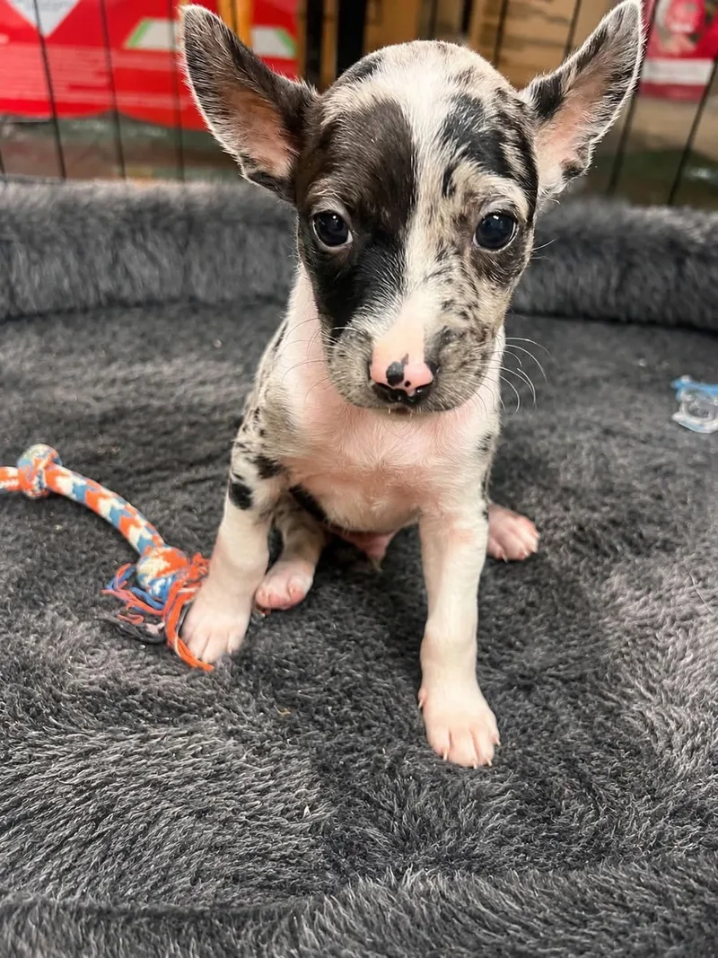 A baby medium-sized male Australian Cattle Dog / Blue Heeler dog named Cappuccino for adoption in Newport, KY