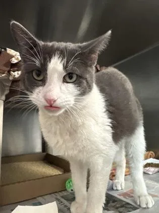 An adult small-sized male Domestic Short Hair cat named Marlin for adoption in Madison, NJ