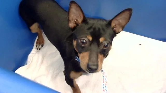 A young small-sized male Mixed Breed dog named Big Virg for adoption in Dallas, TX