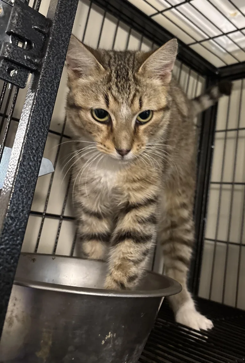 A young medium-sized male Domestic Short Hair cat named Quinn for adoption in GREENVILLE, NC