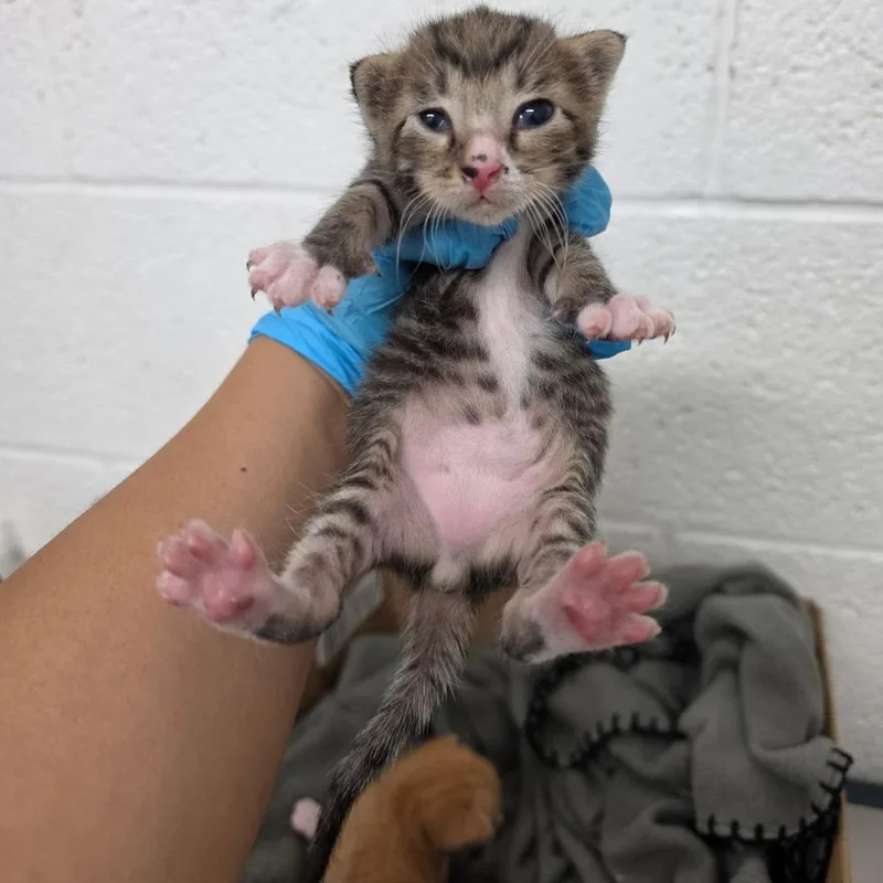 A baby small-sized male Brown / Chocolate Domestic Short Hair cat named Cruz for adoption in Edinburg, TX