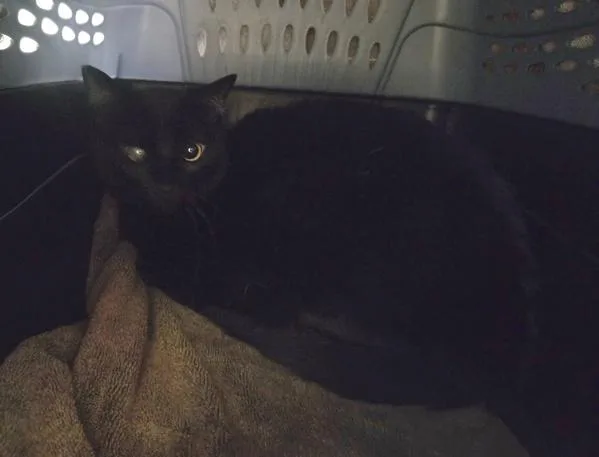 An adult medium-sized female Domestic Short Hair cat named Lady for adoption in Oceanside, CA