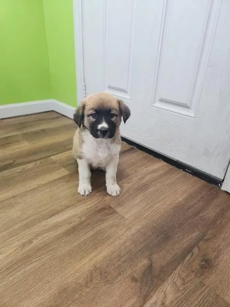 A baby small-sized female Siberian Husky dog named Vanilla Bean for adoption in Cleveland, TN