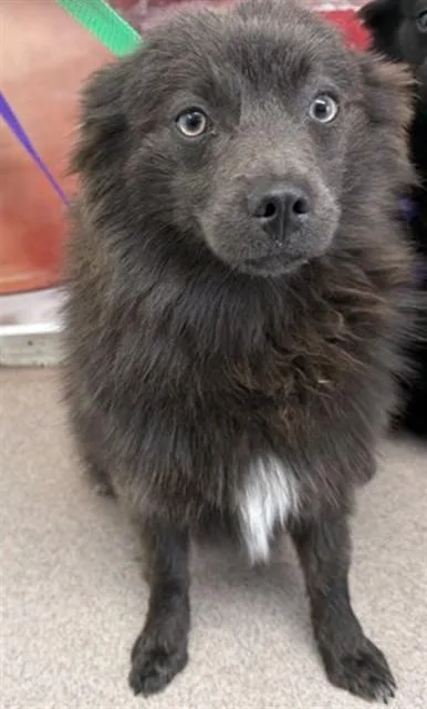 A young small-sized female Pomeranian dog named Bianca for adoption in San Bernardino, CA