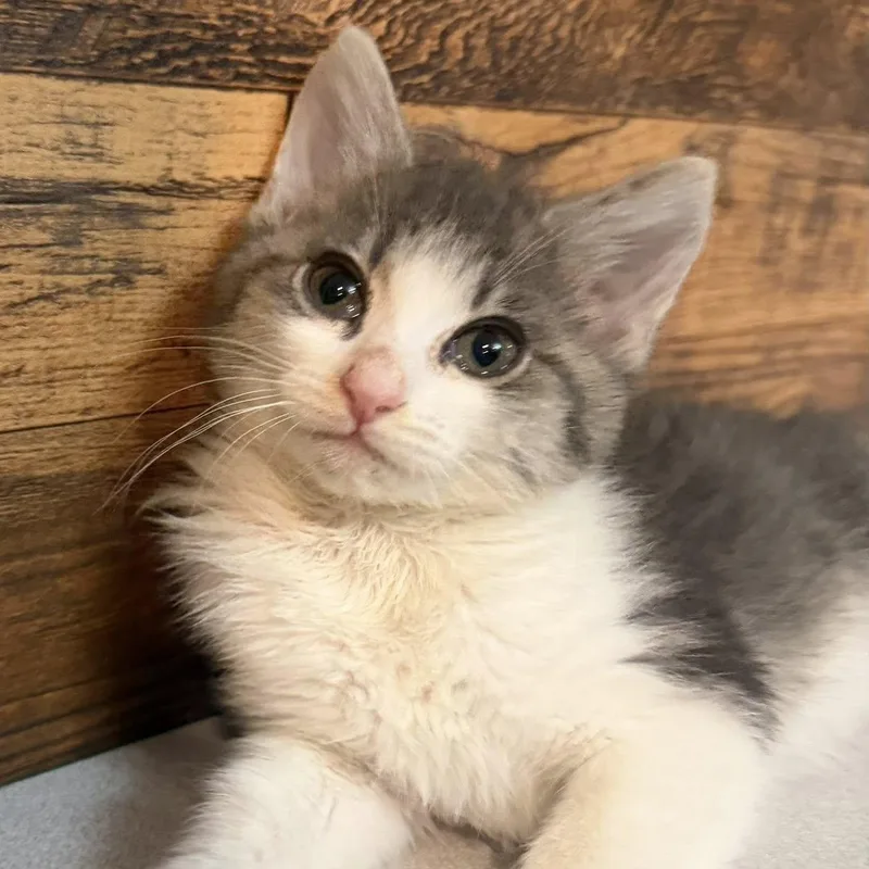 A baby medium-sized female Gray & White Domestic Short Hair cat named Icelynn for adoption in Queen Creek, AZ