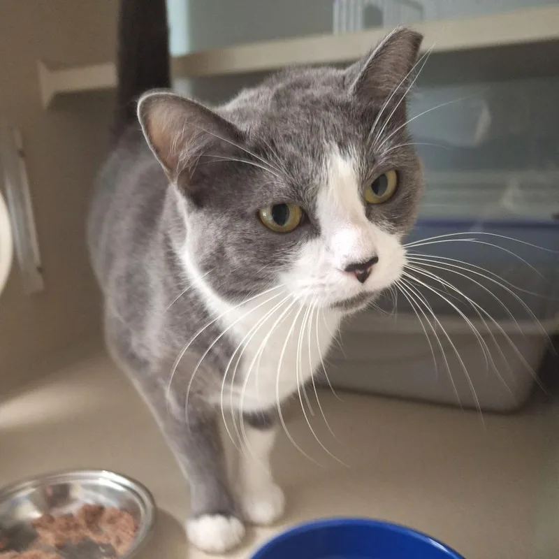 An adult medium-sized female Domestic Short Hair cat named Faiyaz for adoption in Cumming, GA