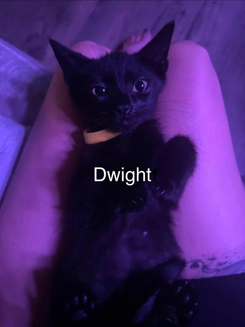 A baby small-sized male Black Domestic Short Hair cat named Dwight for adoption in Clarksville, TN