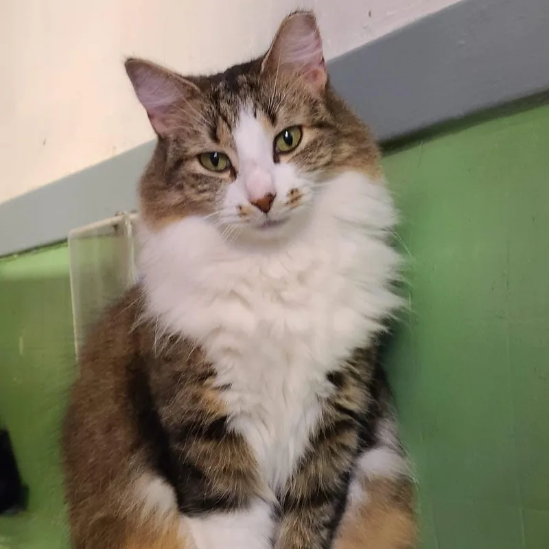 An adult medium-sized female White Domestic Medium Hair cat named Sassy for adoption in Albany, NY