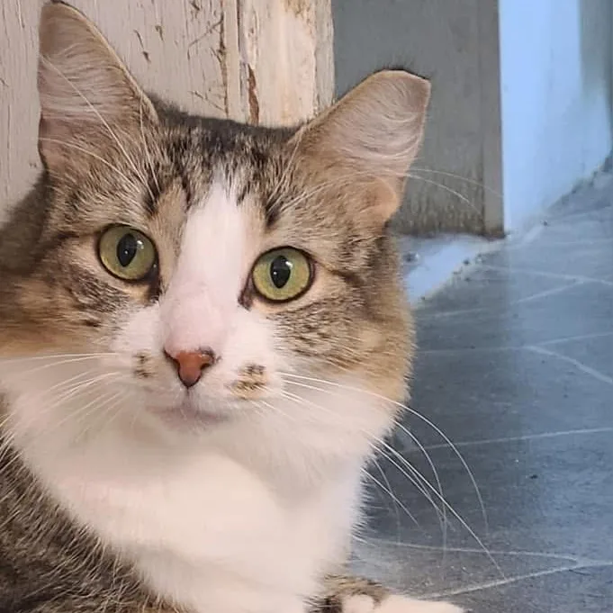Sassy thumbnail 4
