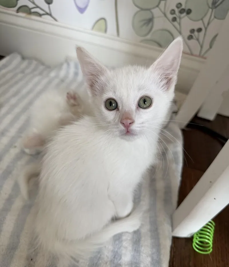 Casper thumbnail 3