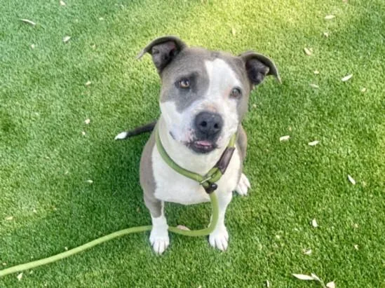 An adult large-sized female Pit Bull Terrier dog named Millie for adoption in Los Angeles, CA