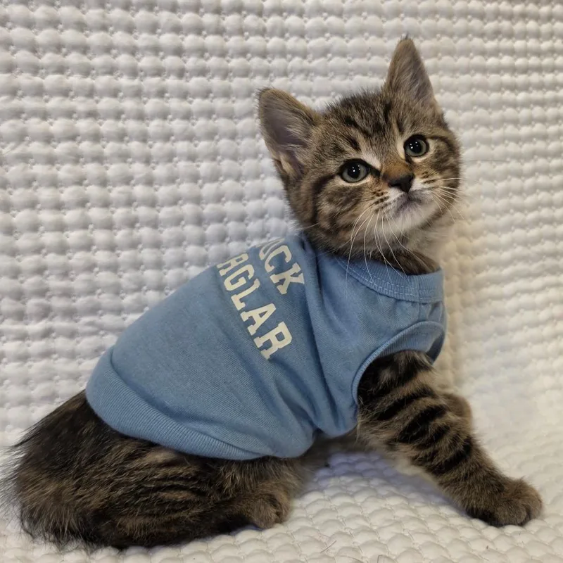 A baby small-sized male Brown / Chocolate Domestic Short Hair cat named Chicken Nugget for adoption in Tipton, IN