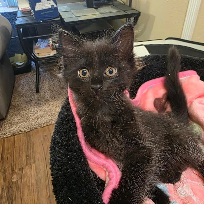 Bellatrix