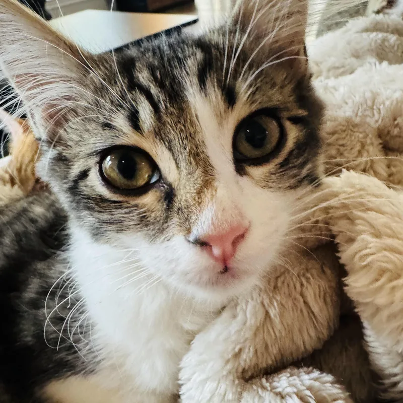 A baby small-sized female Domestic Medium Hair cat named Poptart for adoption in Fort Worth, TX
