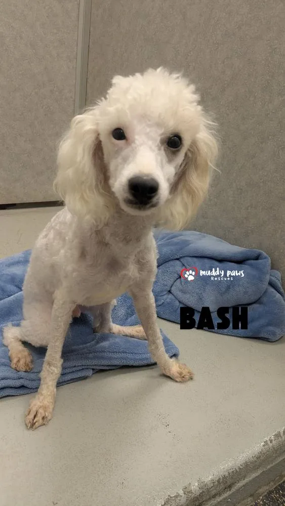 A baby small-sized male White / Cream Poodle dog named Bash for adoption in Council Bluffs, IA