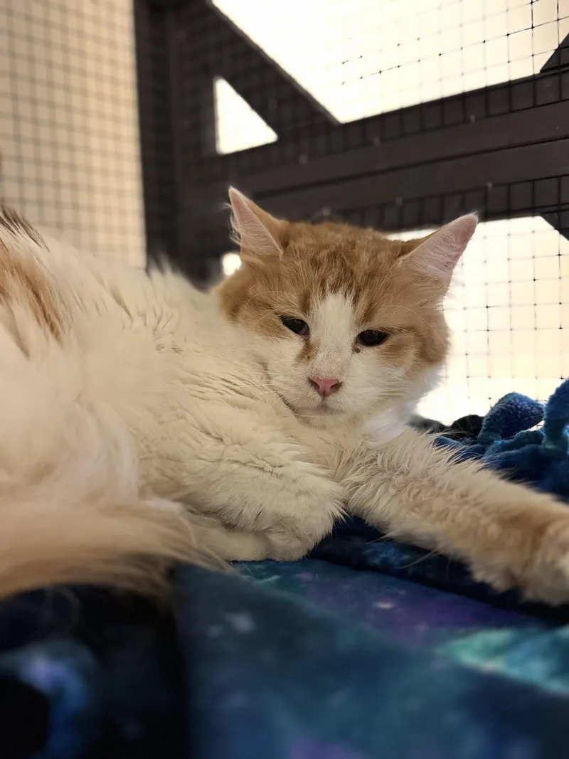 An adult medium-sized female Orange & White Domestic Long Hair cat named Mellow for adoption in Dodgeville, WI
