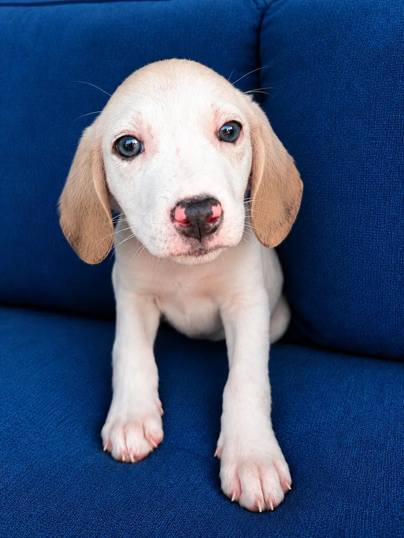 A baby medium-sized female Mixed Breed dog named Beguiling Buttercup for adoption in Reston, VA