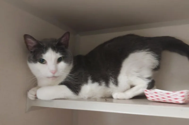 An adult medium-sized male Domestic Short Hair cat named Viktor for adoption in Beacon, NY